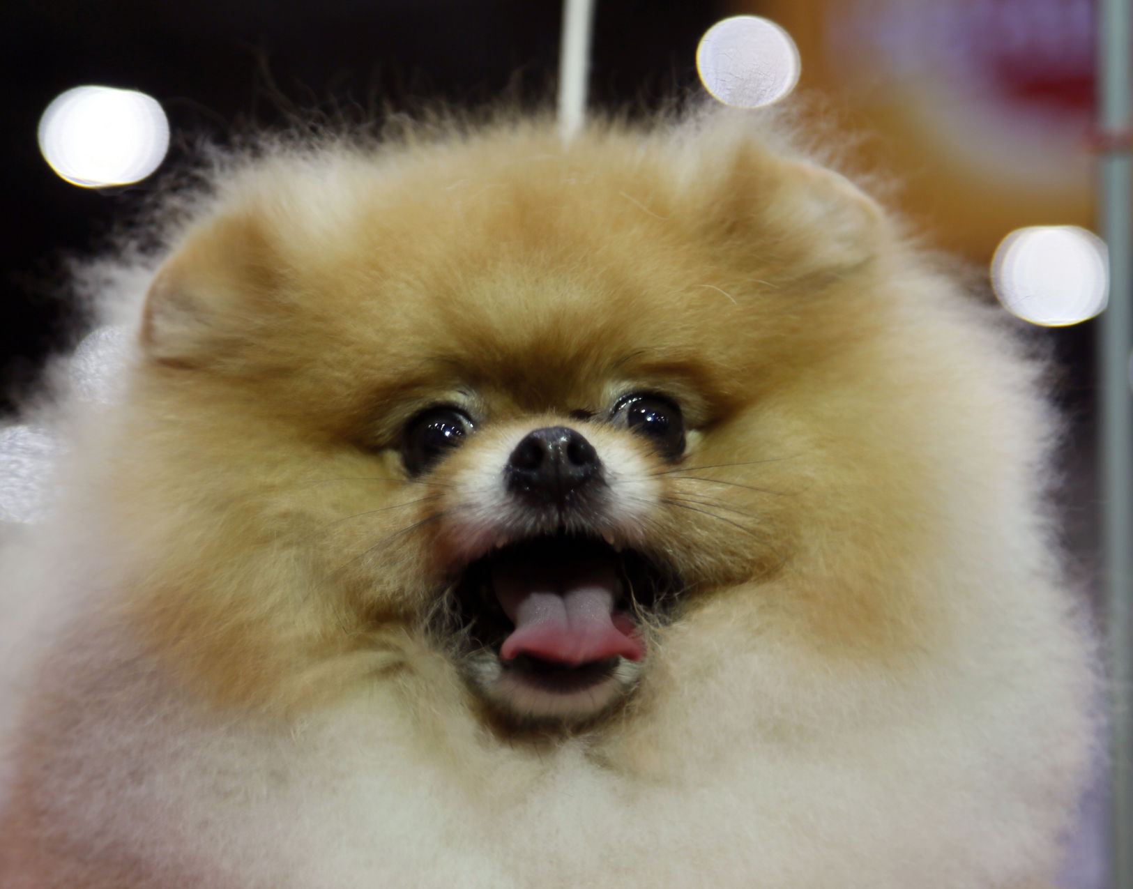 24. Pomeranians